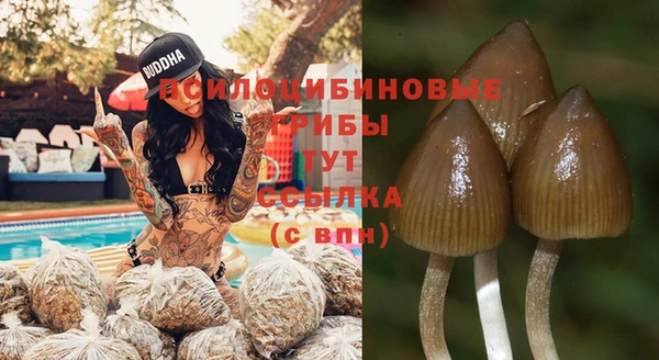 крисы Абаза